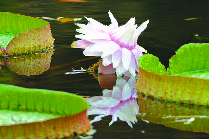 合肥植物园的王莲开花啦