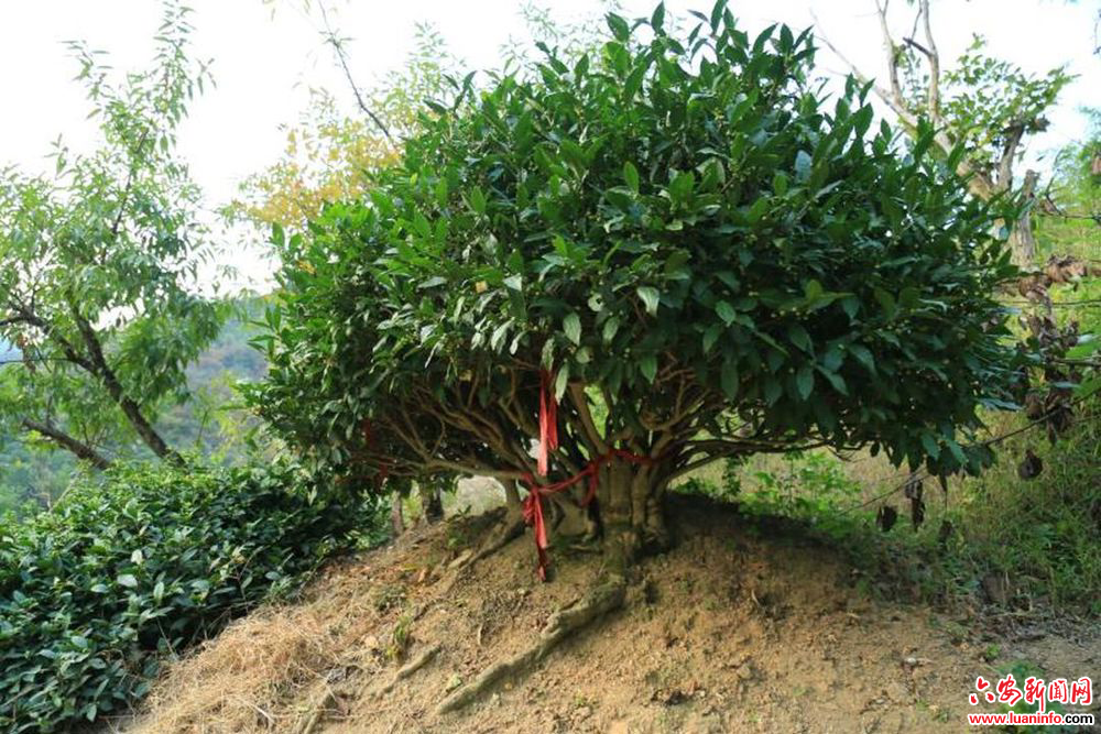 50f454c4b05c4ed993710b005bdd7778.jpeg 50f454c4b05c4ed993710b005bdd7778.jpeg