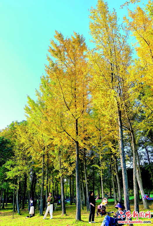 银杏披“金甲”　秋色引客来
