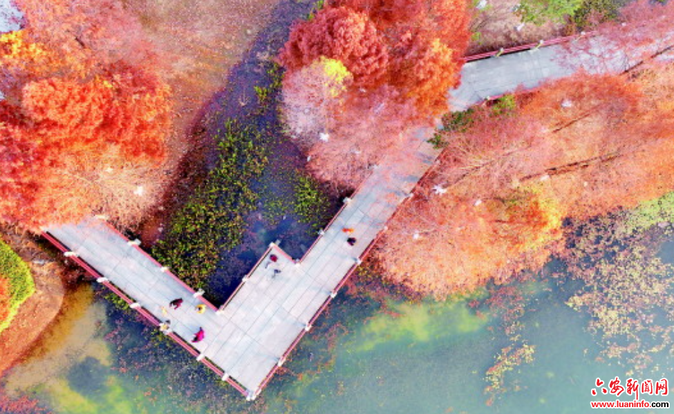 公园水杉披“红妆”