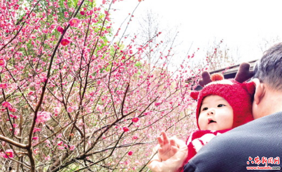 梅花竞放春意“萌”