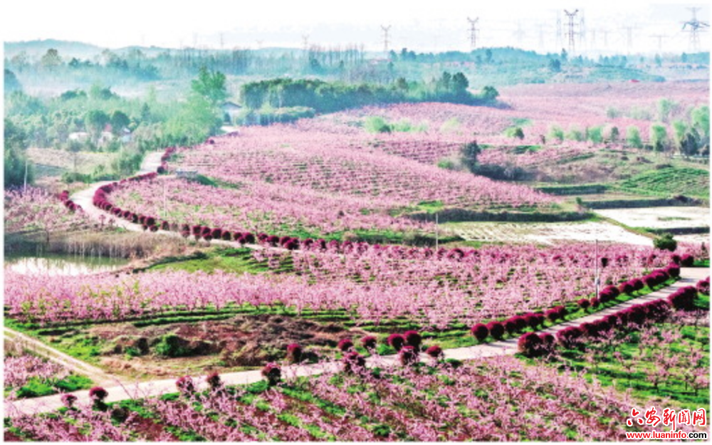 “桃经济” 绘“兴”景