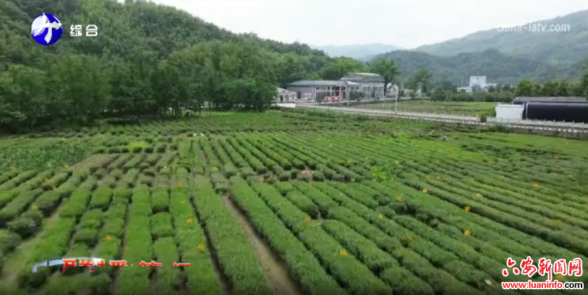 金寨县多举措护航春茶生产