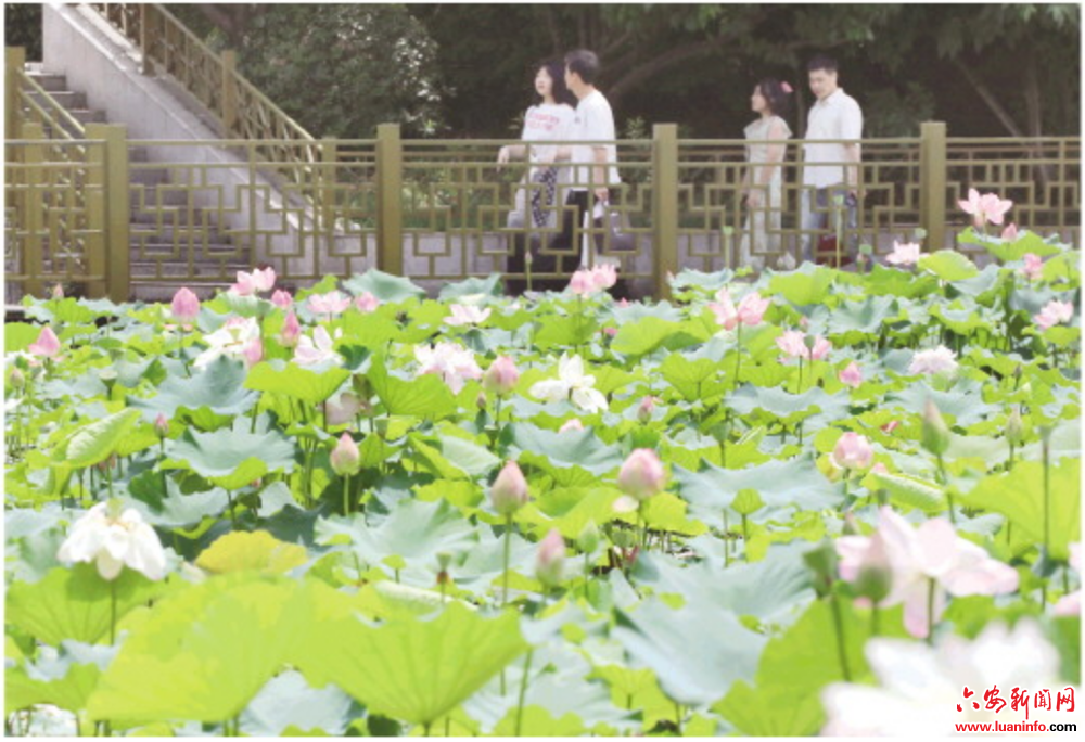 清荷染夏色 美景入画来