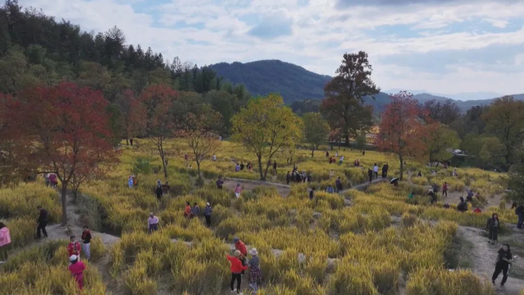 【高质量发展调研行】特色产业发展激活县域经济新动能