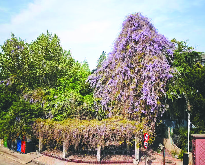 课本里的“紫藤萝瀑布”现身合肥