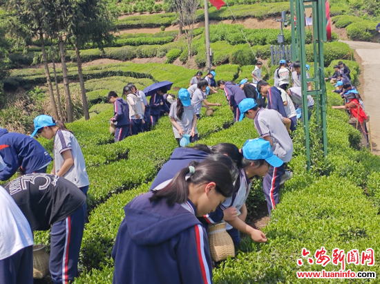 金寨县油坊店乡：茶香漫山谷 研学正当时