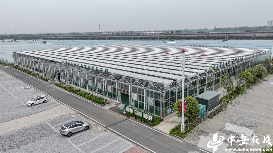 科学岛田野“创事记”｜田里有个“草莓工厂”