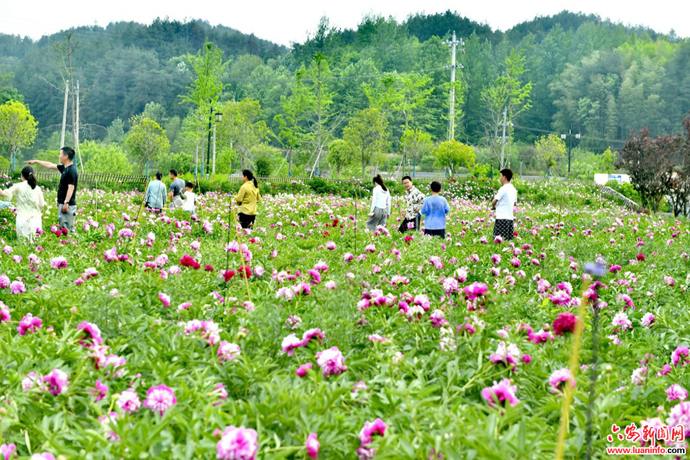 霍山太平畈乡：芍药花开靓山村