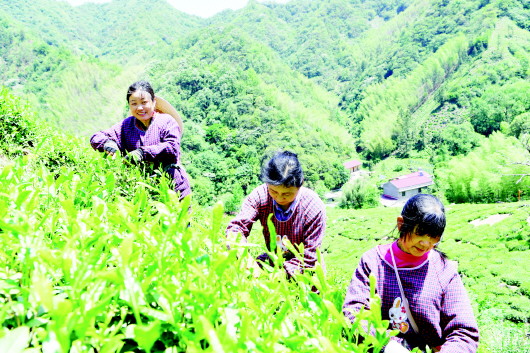 核心产区摘茶忙