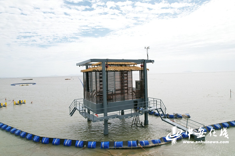 环保世纪行 | 倾城守护 巢湖生态环境新蝶变