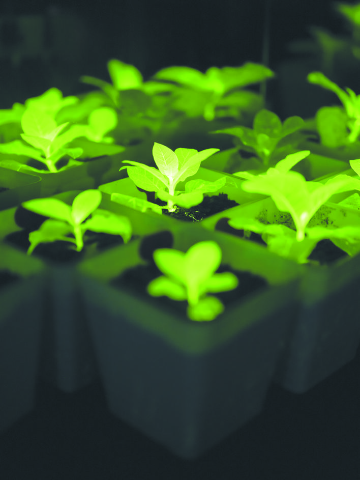 合肥合成生物学团队让植物发光“肉眼可见”