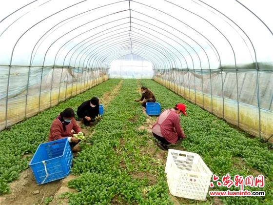 党建搭桥，战“疫”春耕两不误