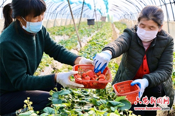 蔬果大棚农事忙