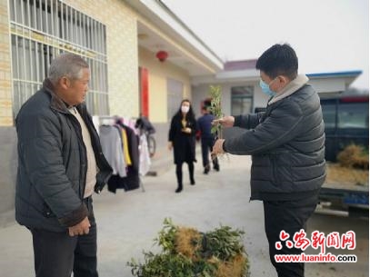 霍山县城东社区：3万余株茶苗免费送到家