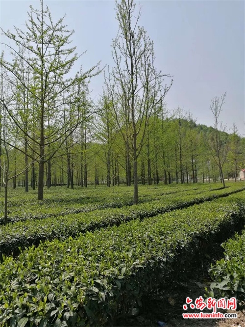 六安市裕安区统筹做好春茶采摘准备工作见闻