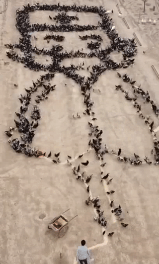 90后“鸡司令”率领4000只手下，拼出最可爱的人