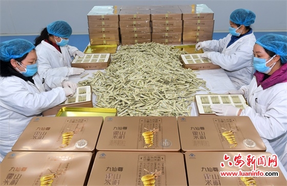 霍山石斛 助力抗“疫”