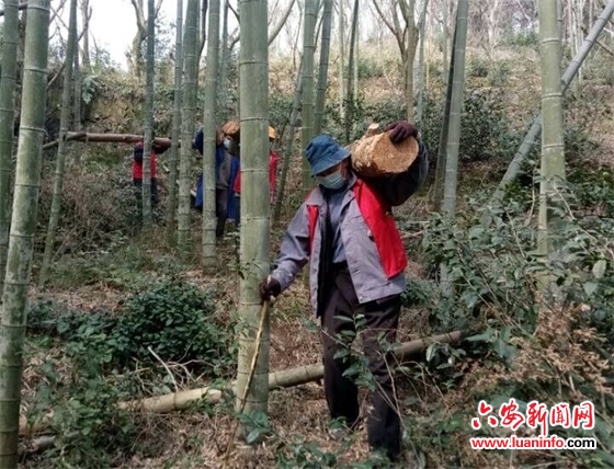 高峰乡：打响松材线虫病防治“攻坚战”