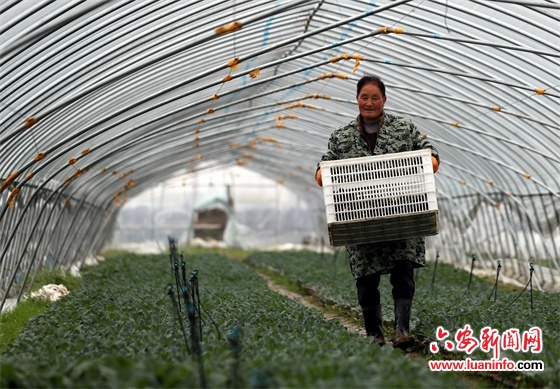 扶贫基地种植忙