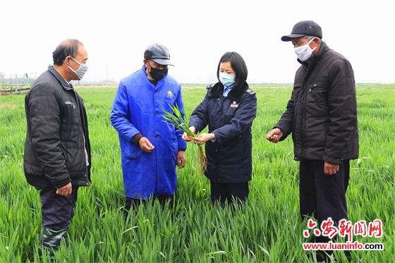 扶贫队员变身农业“专家”