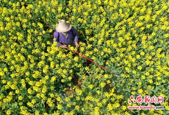 “春分”将至农事忙