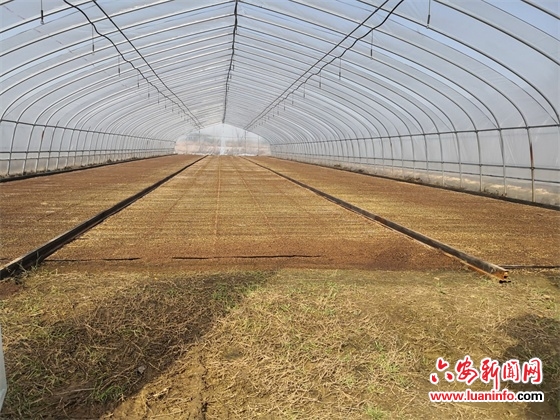 农技指导战春耕  大户带动促增收