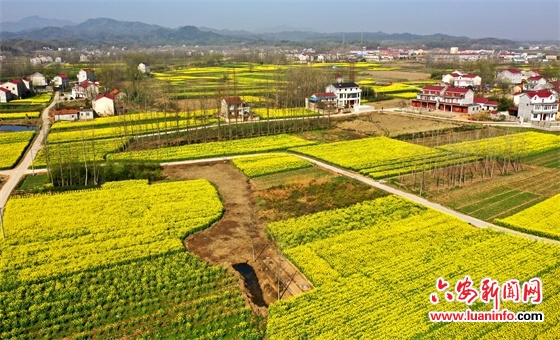 油菜花开乡村如画