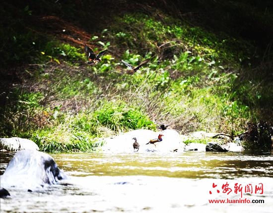 霍山漫水河镇：河畔生态美 鸳鸯双双飞