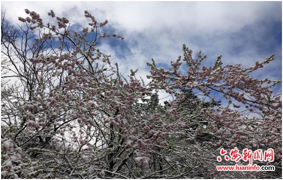 天堂寨景区迎来“桃花雪”、银装素裹惹人爱